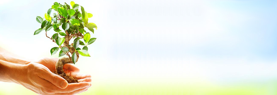 Establishing a Trust